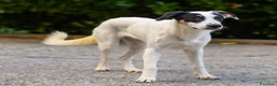 Meticcio cani in regalo: jasmine - Annuncio 5