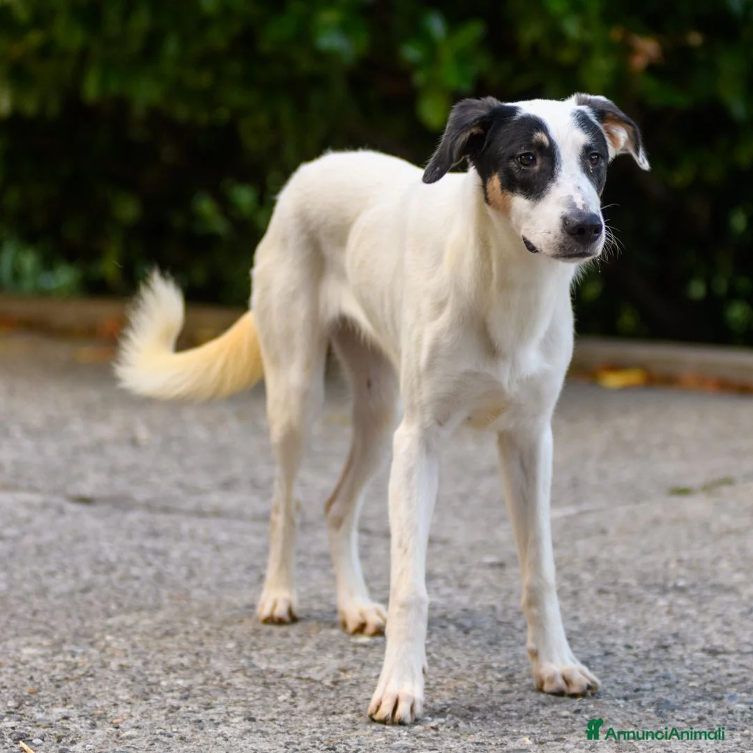 Meticcio cani in regalo: jasmine - Annuncio 5
