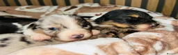 Australian Shepherd cani in vendita: Cuccioli di pastore australiano  - Annuncio 7