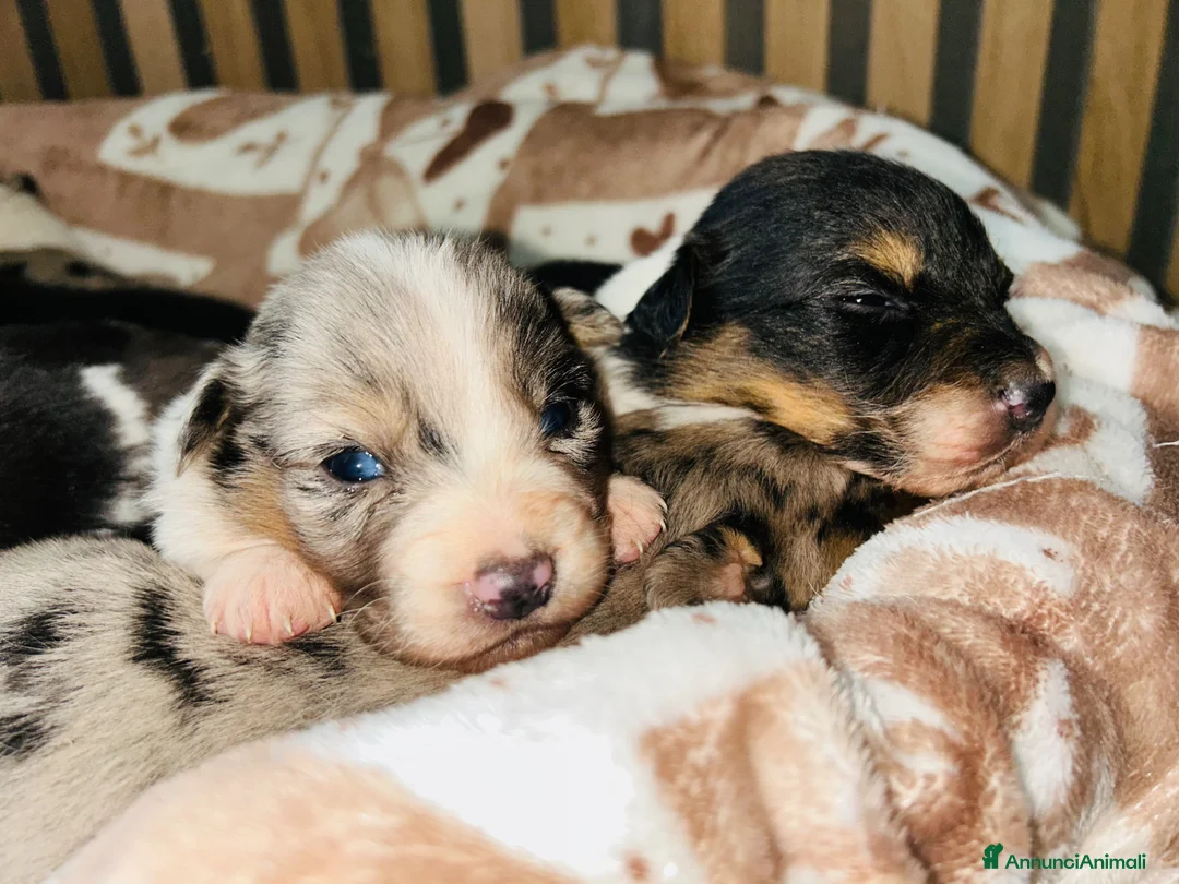 Australian Shepherd cani in vendita: Cuccioli di pastore australiano  - Annuncio 7