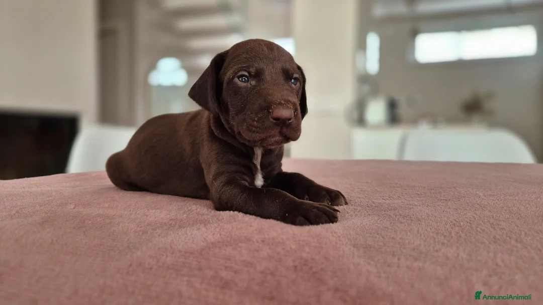 Kurzhaar cani in vendita: Cucciolata alta genealogia Kurzhaar  - Annuncio 4