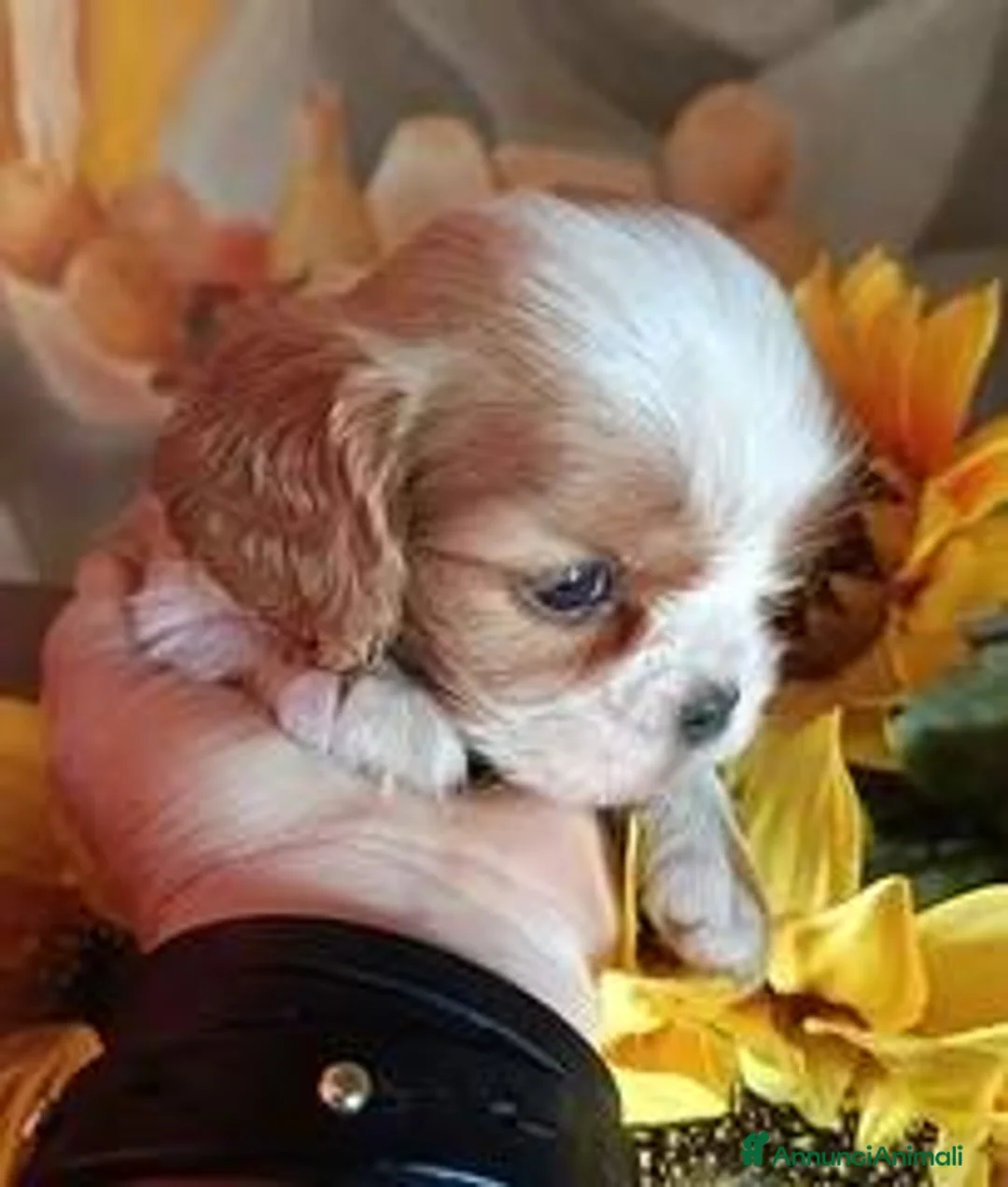 Cavalier King cani in vendita: Cuccioli Cavalier king pedigree - Annuncio 2