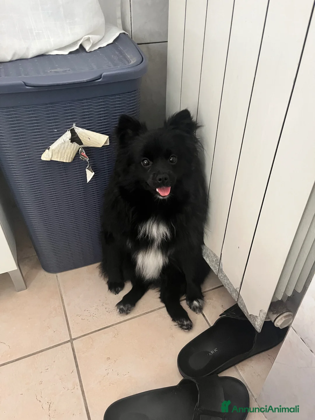 Volpino Pomerania cani in vendita: Volpino Pomerania  - Annuncio 3