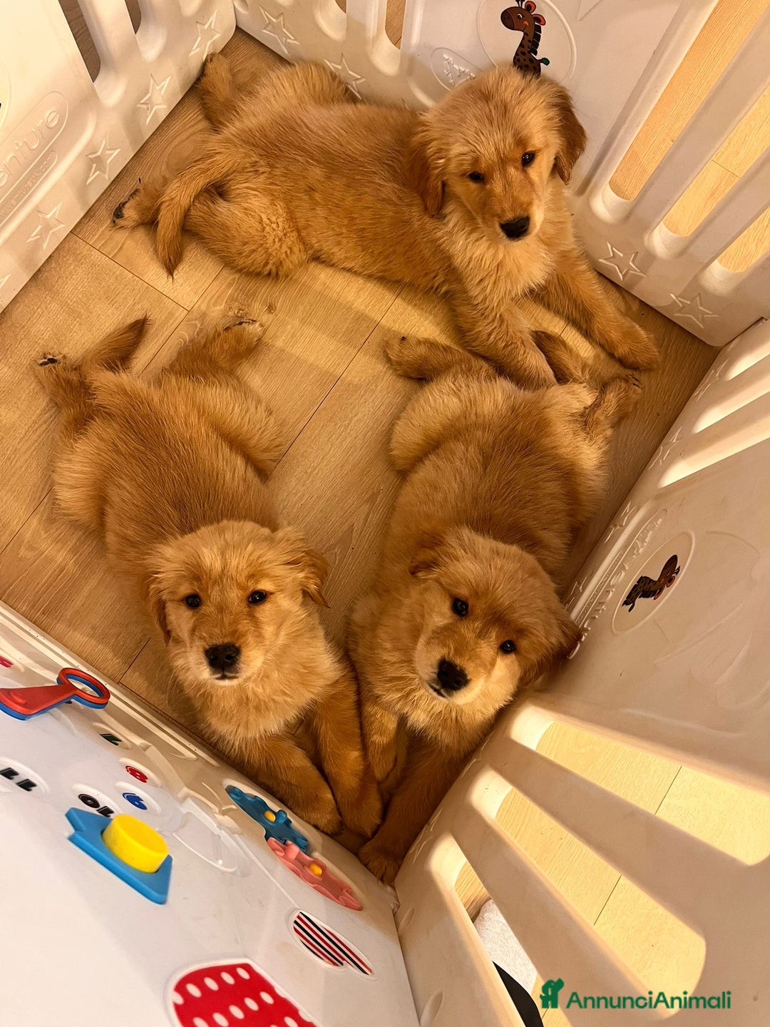 Golden Retriever cani in vendita: Cucciole Golden Retriever 100% americane - Annuncio 3