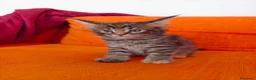 Maine Coon gatti in vendita: Cucciola Maine coon  - Annuncio 1