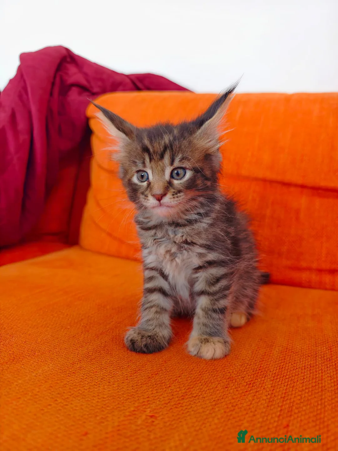 Maine Coon gatti in vendita: Cucciola Maine coon  - Annuncio 1