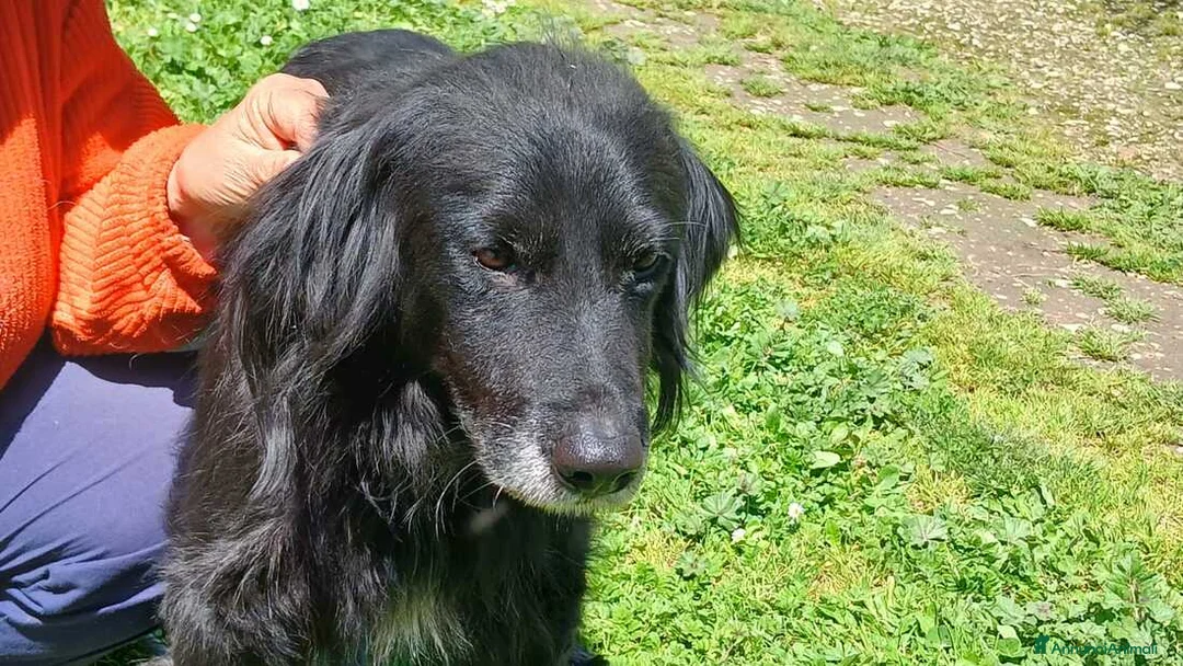 Meticcio cani in regalo: GREY UNA VITA MISERABILE DAVANTI A TUTTI - Annuncio 4