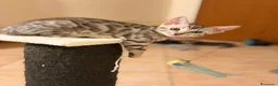 Bengala gatti in vendita: Cuccioli bengala  - Annuncio 4