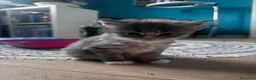 Maine Coon gatti in vendita: Cucciola di Maine coon - Annuncio 3