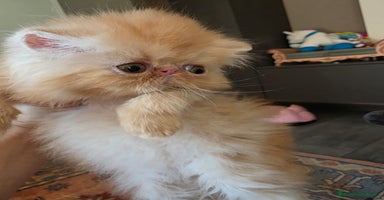 Persiano gatti a Provincia di Padova - Annuncio 9