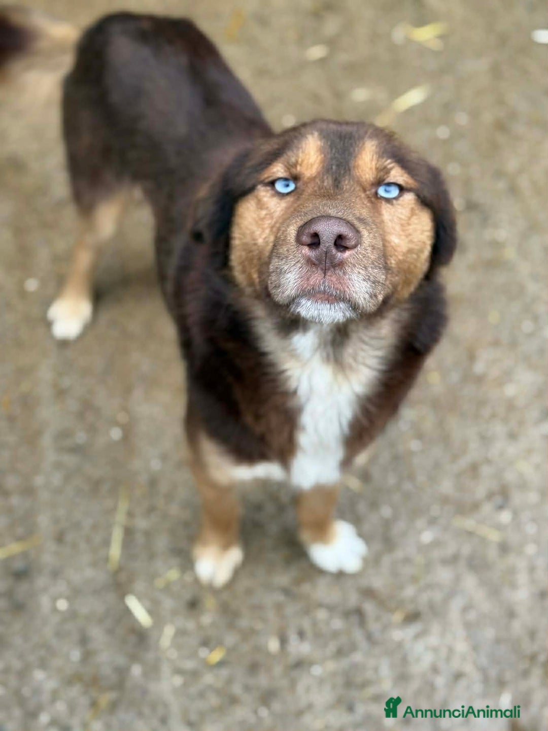 Meticcio cani in regalo: AURON, dagli occhi più belli del mondo! - Annuncio 2