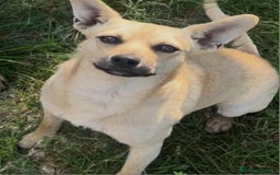 Altre razze cani in regalo: Cagnolino di taglia piccola  - Immagine 2