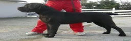 Cane Corso cani in vendita: Spettacolari cuccioli di Cane Corso  - Annuncio 10