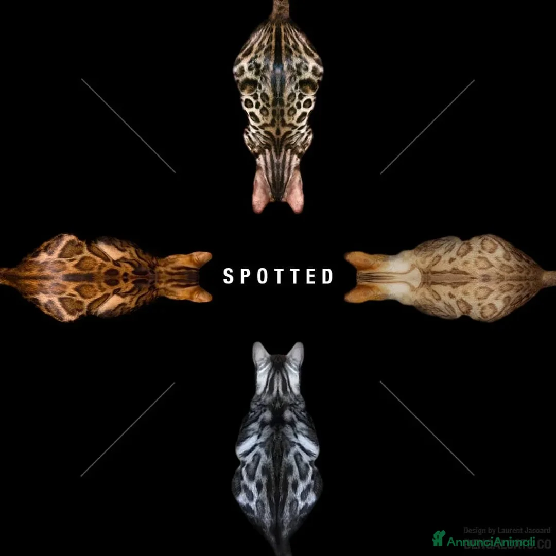 Immagine della galleria {{count}}