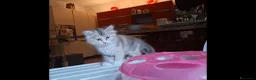 Siberiano gatti in vendita: Gattina Siberiana con PEDIGREE a Città Metropolitana di Bologna - Annuncio 8