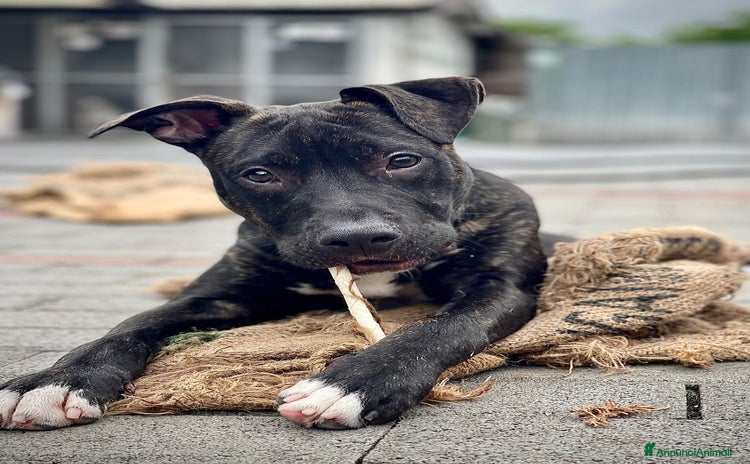 Meticcio cani a Città metropolitana di Milano - Annuncio 13