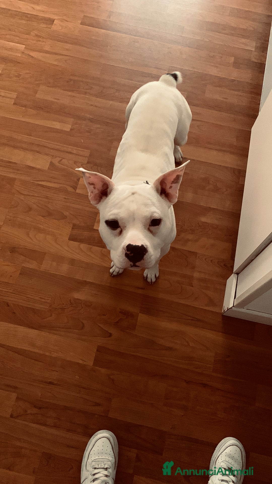 Pitbull cani in regalo: Regalo Pitbull  - Annuncio 4