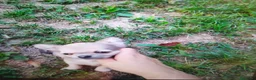 Chihuahua cani in vendita: Chihuahua cucciolo maschietto pelo lungo  - Annuncio 5