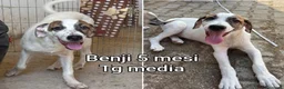 Meticcio cani in regalo: CUCCIOLI SOLI ED ESCLUSI  a Città Metropolitana di Genova - Annuncio 7