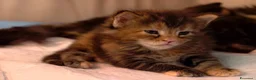 Maine Coon gatti in vendita: Simpatica cucciola Maine coon  - Annuncio 1