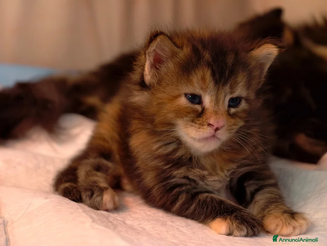 Maine Coon gatti in vendita: Simpatica cucciola Maine coon  - Annuncio 1