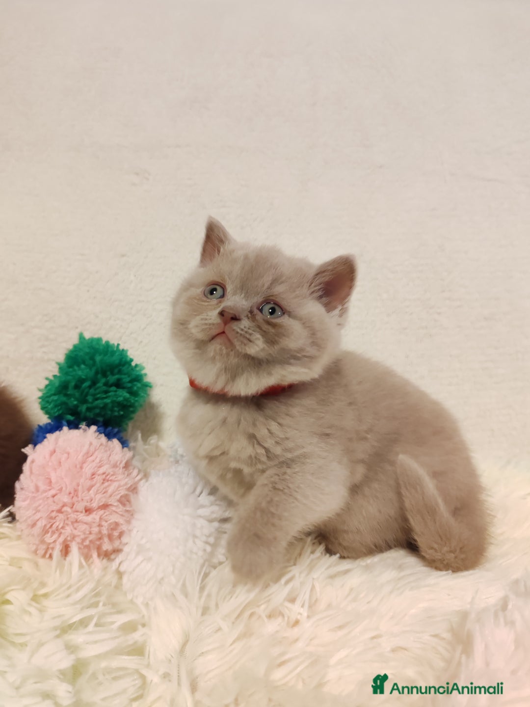 Scottish gatti in vendita: British S. straight femmina - Annuncio 14