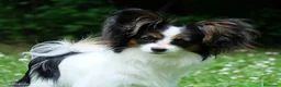 Papillon cani in vendita: Cucciola di Papillon - Annuncio 1