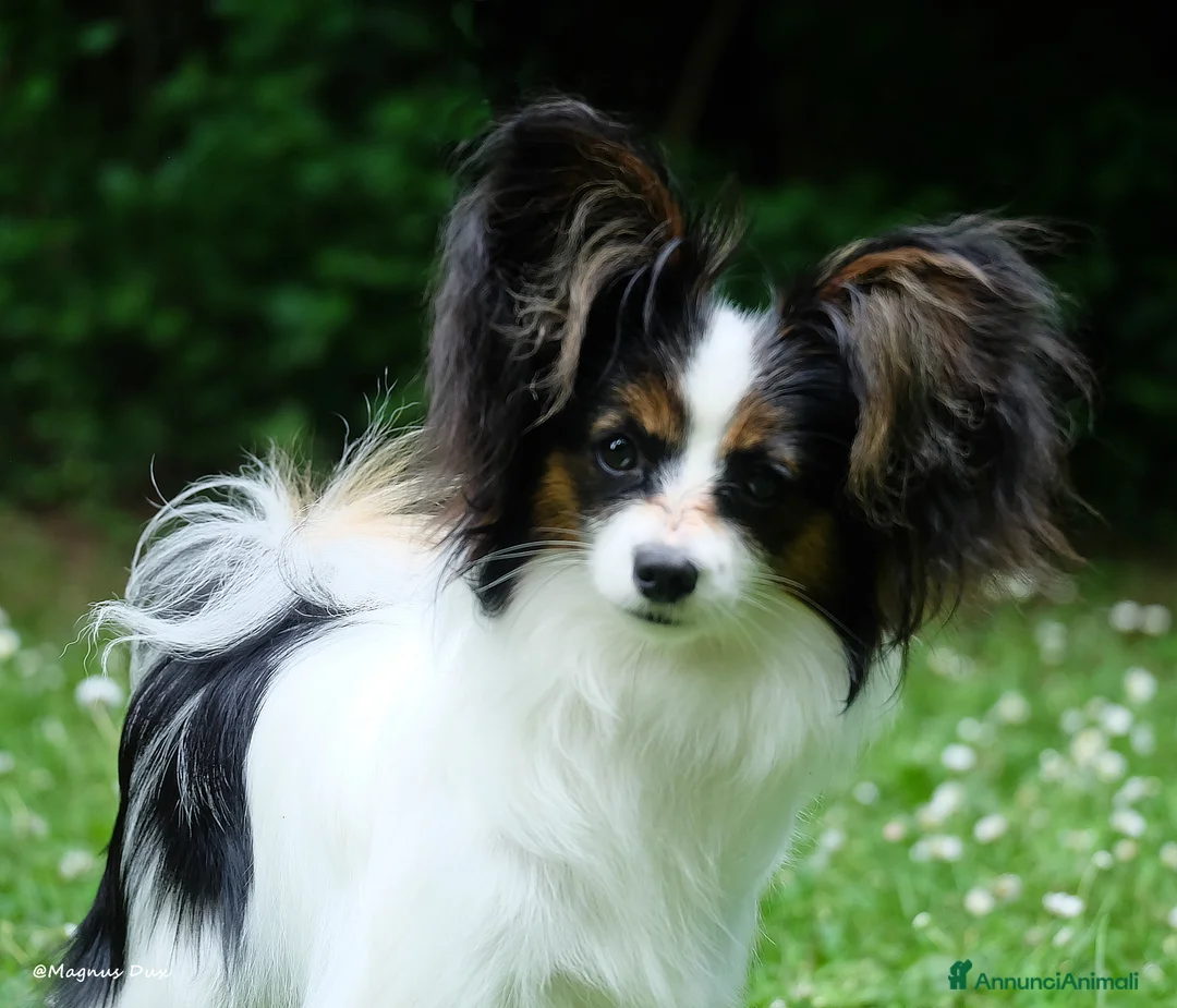 Papillon cani in vendita: Cucciola di Papillon - Annuncio 1