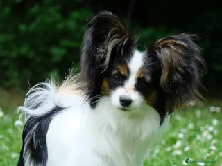Papillon cani Cucciola di Papillon - Annuncio 1