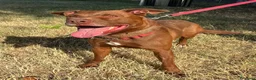 Meticcio cani in regalo: CARAMELLO CERCA FAMIGLIA - Annuncio 6