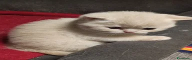 British Gattino 2