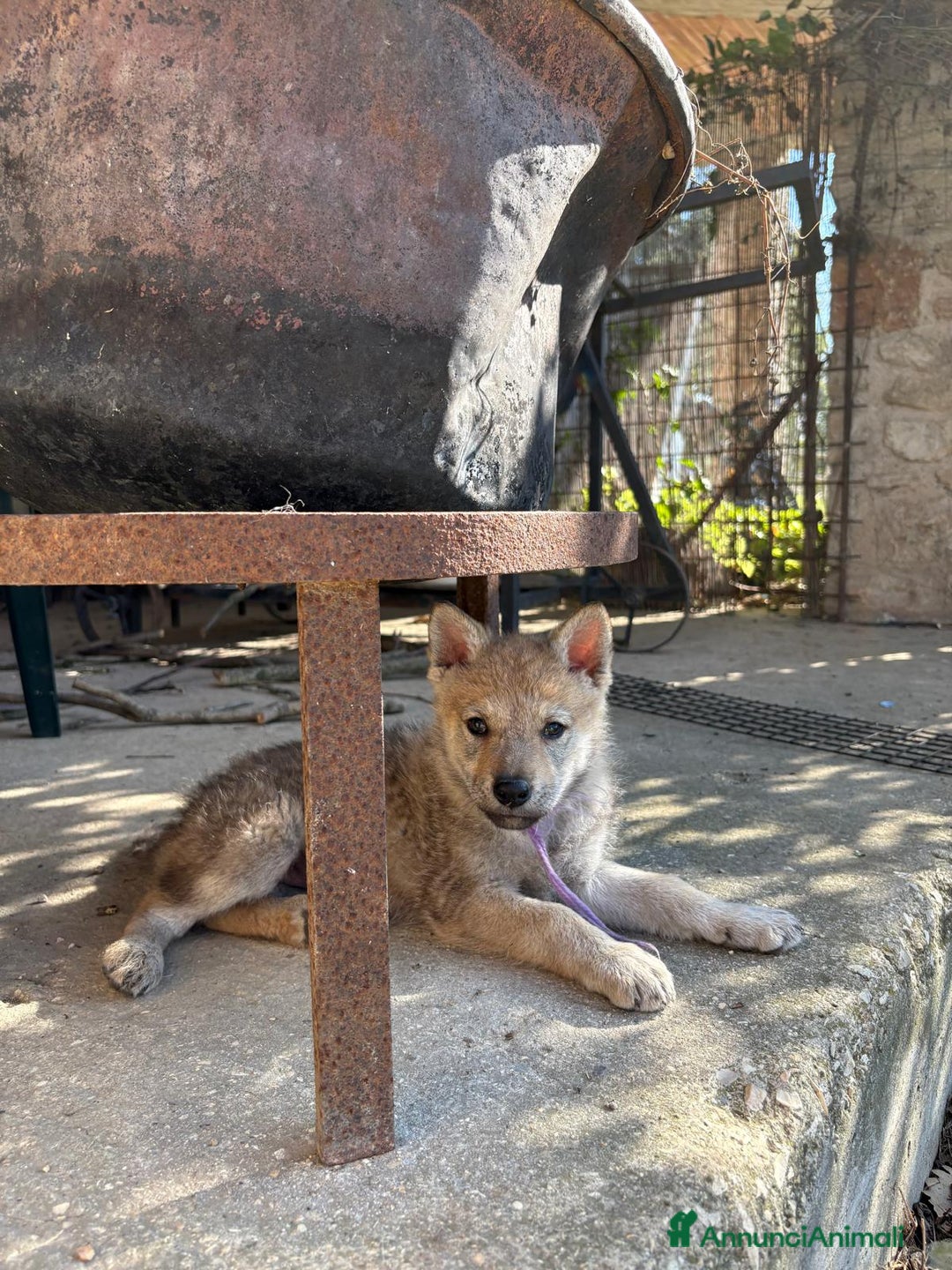 Lupo Cecoslovacco cani in vendita: cuccioli cane lupo Cecoslovacco  - Annuncio 9