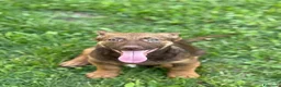 Meticcio cani in regalo: EMILIO, cucciolo dagli occhi chiari!  - Annuncio 6