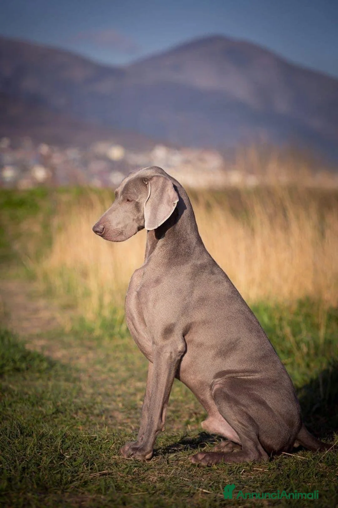 Immagine della galleria {{count}}