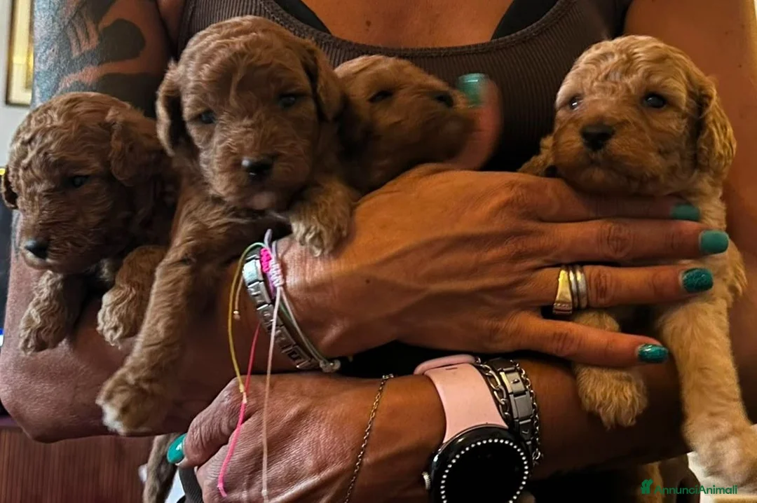 Barboncino cani in vendita: Barboncini - Annuncio 2