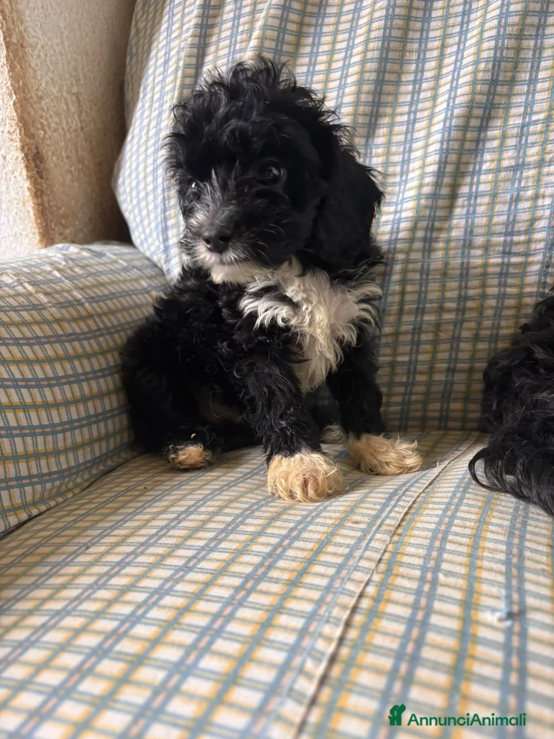 Cavapoo cani in vendita: Cucciolo di Cavapoo - Annuncio 5