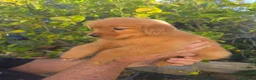 Golden Retriever cani in vendita: Goldel Retriever (Tipo Americano) - Annuncio 6