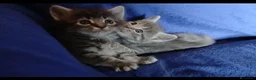 Maine Coon gatti in vendita: Cuccioli di maine coon pronti ad agosto - Annuncio 5