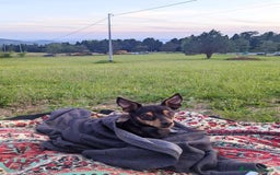 Pinscher Miniatura cani in regalo: STARLET, MINI PINSCHER dolcissima a Città Metropolitana di Firenze - Immagine 3