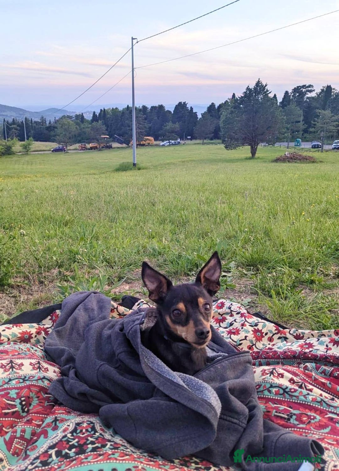 Pinscher Miniatura cani in regalo: STARLET, MINI PINSCHER dolcissima a Città Metropolitana di Firenze - Immagine 3