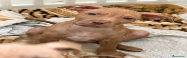 Pitbull Cucciolo 3