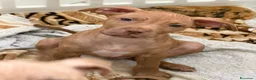 Pitbull cani in vendita: Pit Bull Red nose (4 maschi) - Annuncio 4