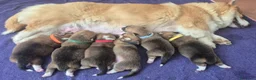 Corgi Pembroke cani in vendita: Disponibili Cuccioli di Welsh Corgi Pembroke  - Annuncio 3