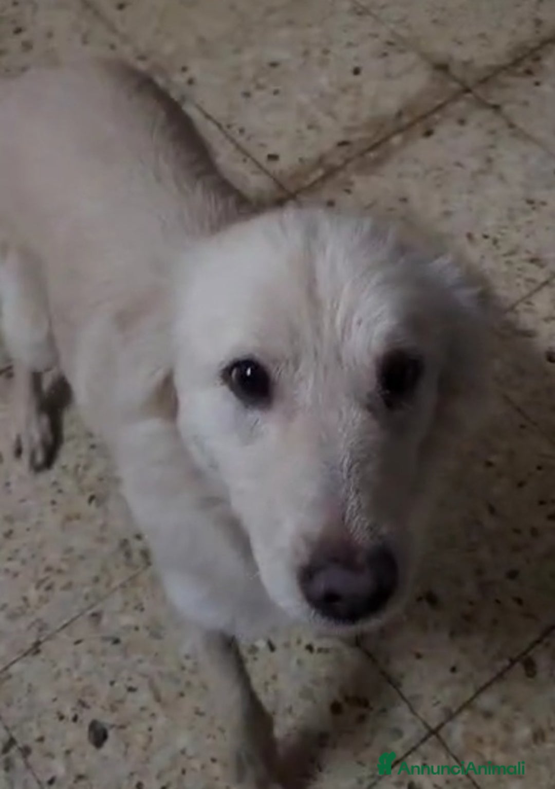 Meticcio cani in regalo: Vera 2/3anni 1vita di stenti vive in 1garage SUD - Annuncio 4