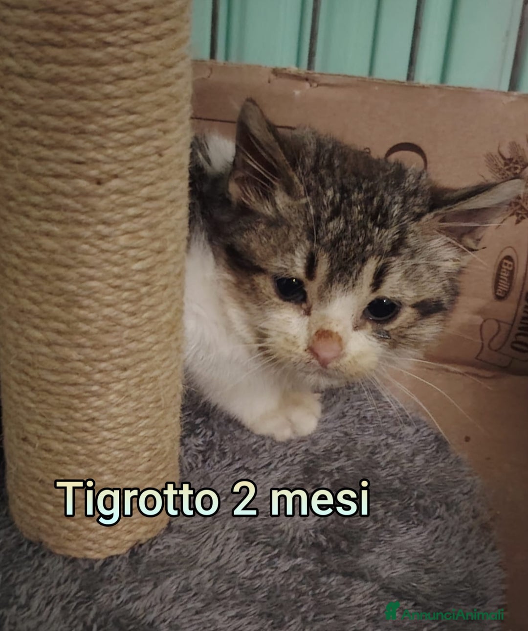 Europeo gatti in regalo: MICINI: TEMPO SCADUTO!! - Annuncio 1