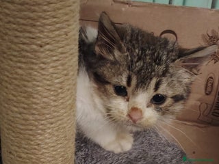 Europeo gatti MICINI: TEMPO SCADUTO!! - Annuncio 1