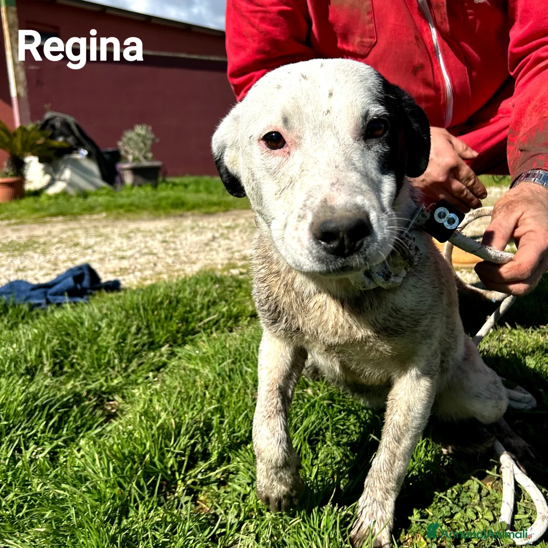 Meticcio cani in regalo: Rosa-Regina-Roberta - Annuncio 2