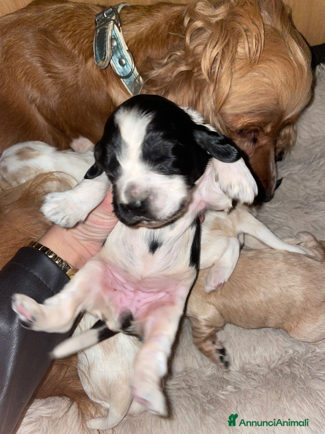 Cocker cani in vendita: Cuccioli di Cocker SpanielLinea Inglese Rari - Annuncio 8