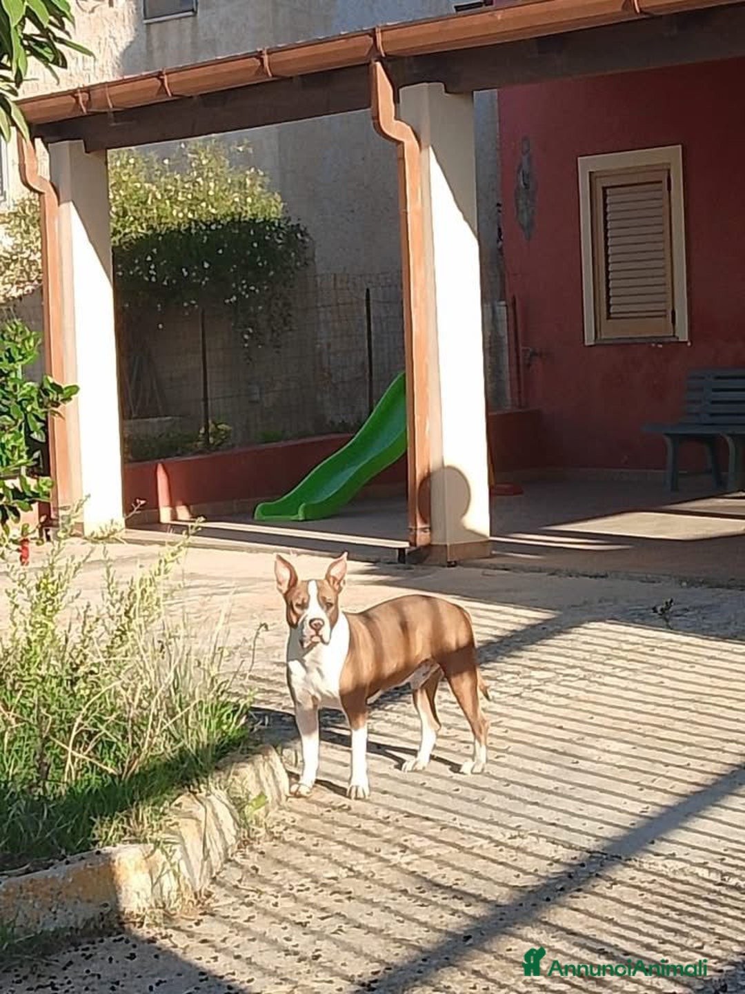 Altre razze cani in regalo: kratos - Annuncio 5