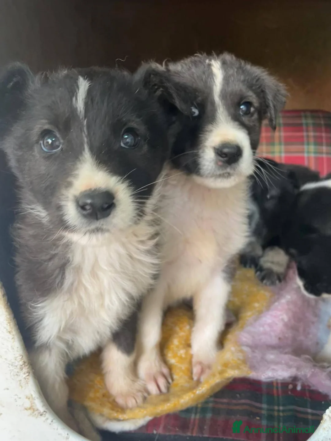 Meticcio cani in regalo: Cuccioli bellissimi e giocherelloni - Annuncio 2